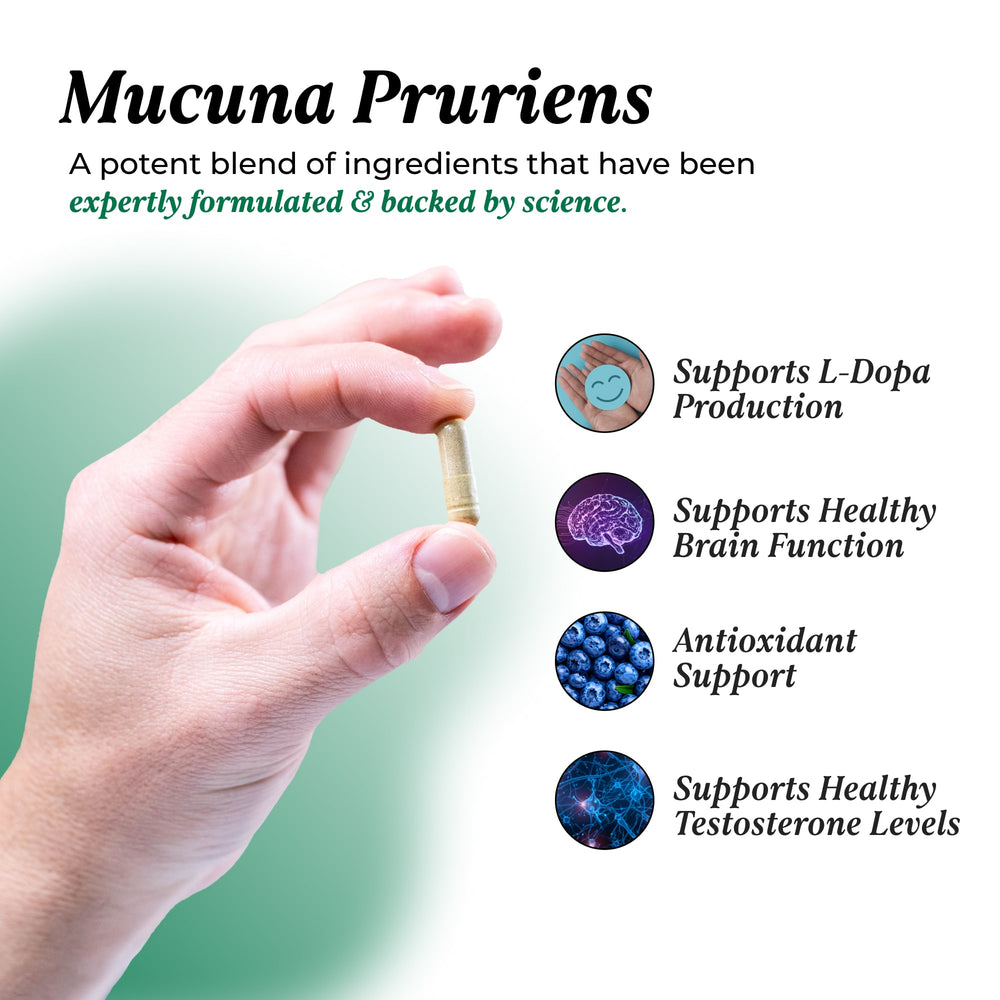 Mucuna Pruriens: 3 Pack Bundle Bundles UMZU